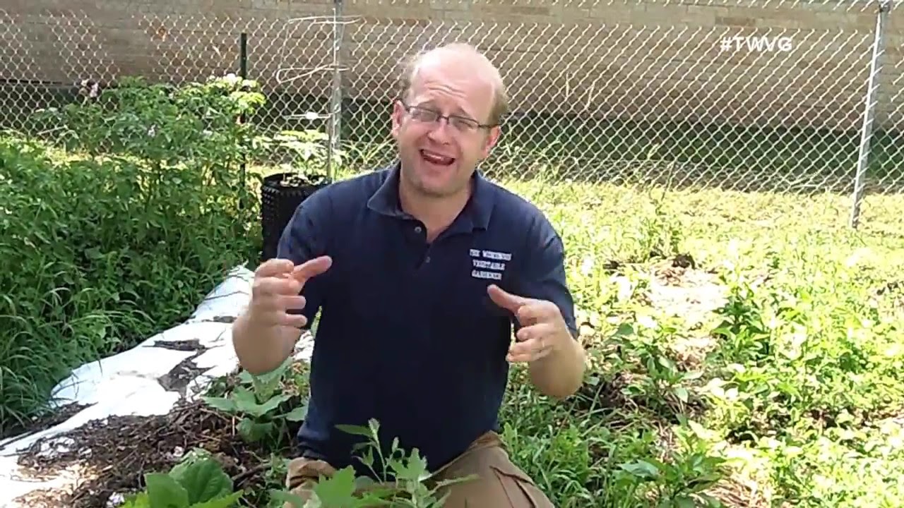 Don't Weed? Garden Tip The Wisconsin Vegetable Gardener