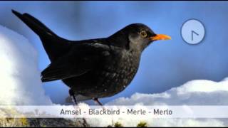 Vogeluhr screenshot 4