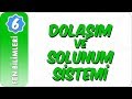 6. Sınıf Fen Bilimleri | Dolaşım ve Solunum Sistemi