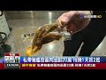 私帶豬瘟疫區肉品罰20萬桃機1天抓2起