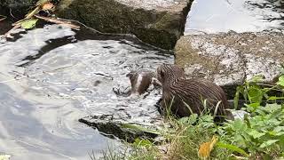 Otters Playing at Edinburgh Zoo