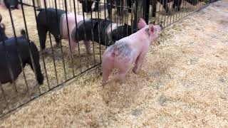 79-8 x gilt News