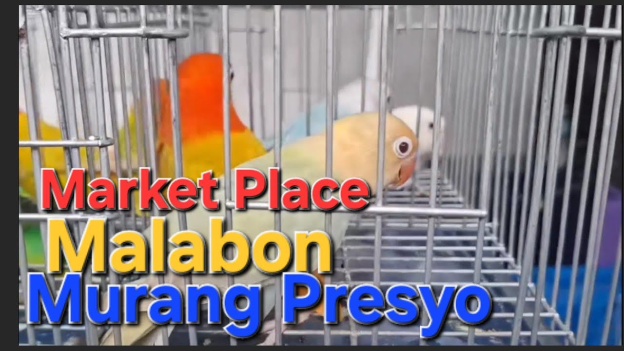 Malabon Bird Market 🇵🇭 | Lovebird Prices (Cheap to Expensive) in Pesos & Dollars 🐦