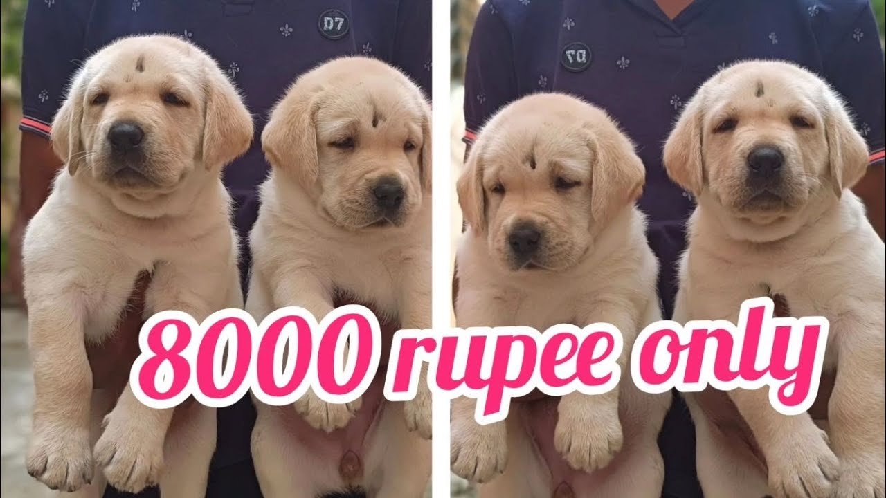 Labrador puppy for saleSold outgunturdog market in guntur YouTube
