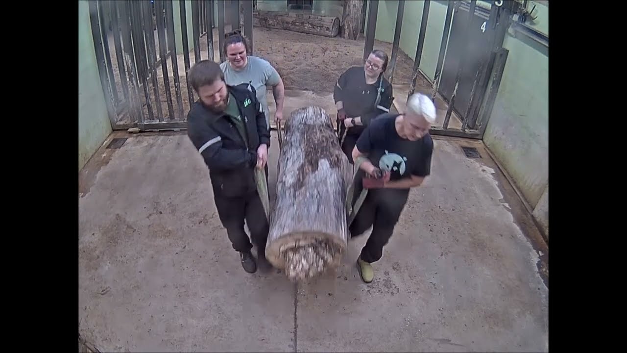 Teravmokk ninasarvik Binti sügamispost