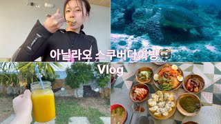 VLOG) 아닐라오다이빙/ 스쿠버다이빙/ 카메라가익숙한거북이만나고 웅장한잭피쉬떼보고/ 스프링버블