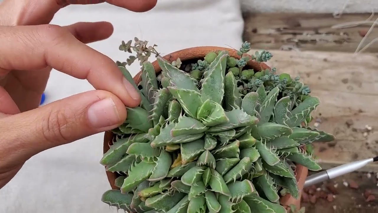 Como eliminar cochinilla algodonosa sin dañar nuestra planta y el medio ambiente, lo amaras 🤩