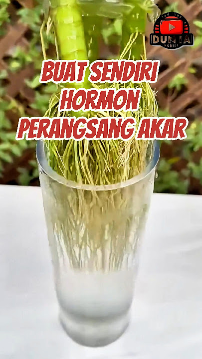 Buat Sendiri Hormon Perangsang Akar