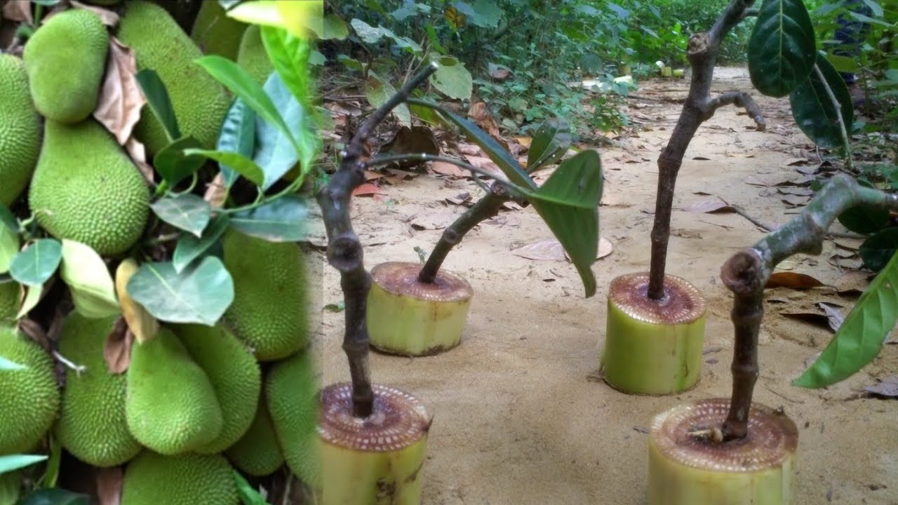 Amazing Grafting How to Jackfruit Tree From Jackfruit Cutting In Benena Tree Trunk YouTube