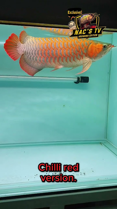 How viewing light affects your Super Red #Arowana.