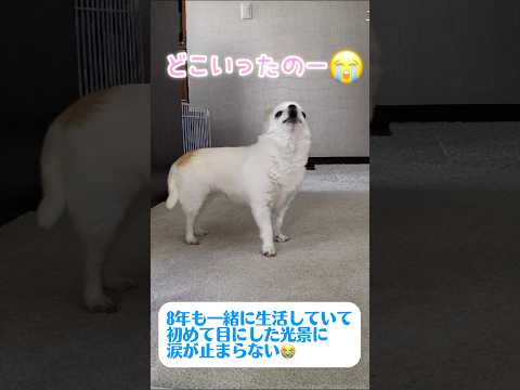 生まれて初めての遠吠えをした理由が切なすぎた😭 #dog #chihuahua #チワワ #youtubeshorts #ytshorts #shorts #shortvideo