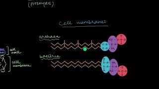 Archaea | Biological Classification | Biology | Khan Academy