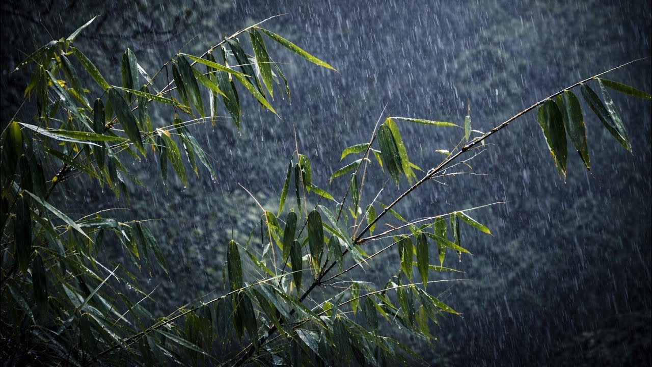 Heavy Rain in the Forest | Natural Rain Sounds for Deep Sleep & Stress Relief