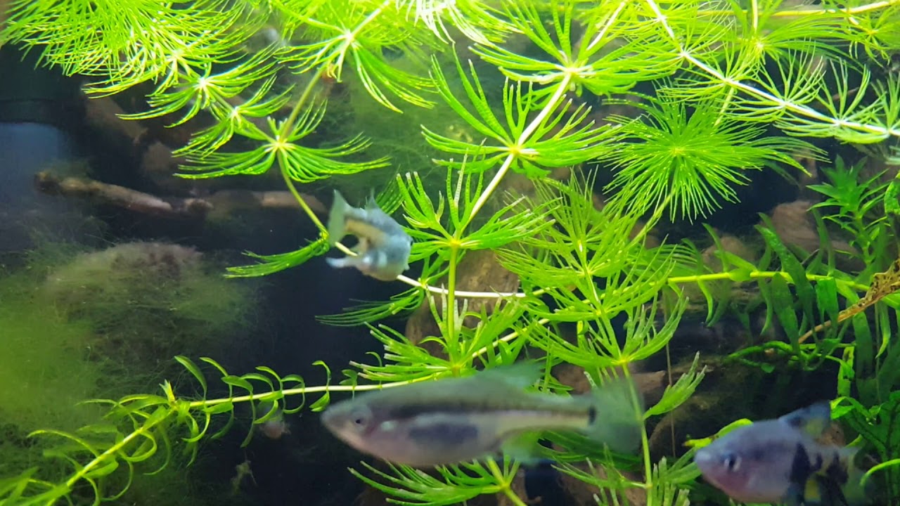 Skiffia multipunctata giving birth 😊