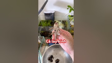 Đặt vó mini tự chế, nuôi cá lau kính #tranfish #aquaticpets #aquarium #pet #animals #fish #fishing