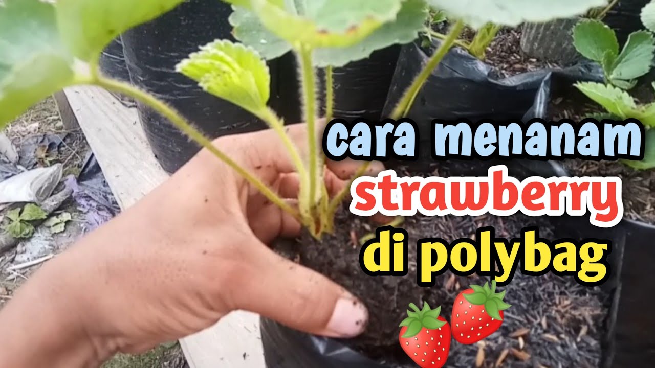 cara menanam strawberry di polybag 