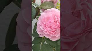 Lovely soft pink roses. screenshot 1