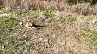 Coyote trapping: Walk through set