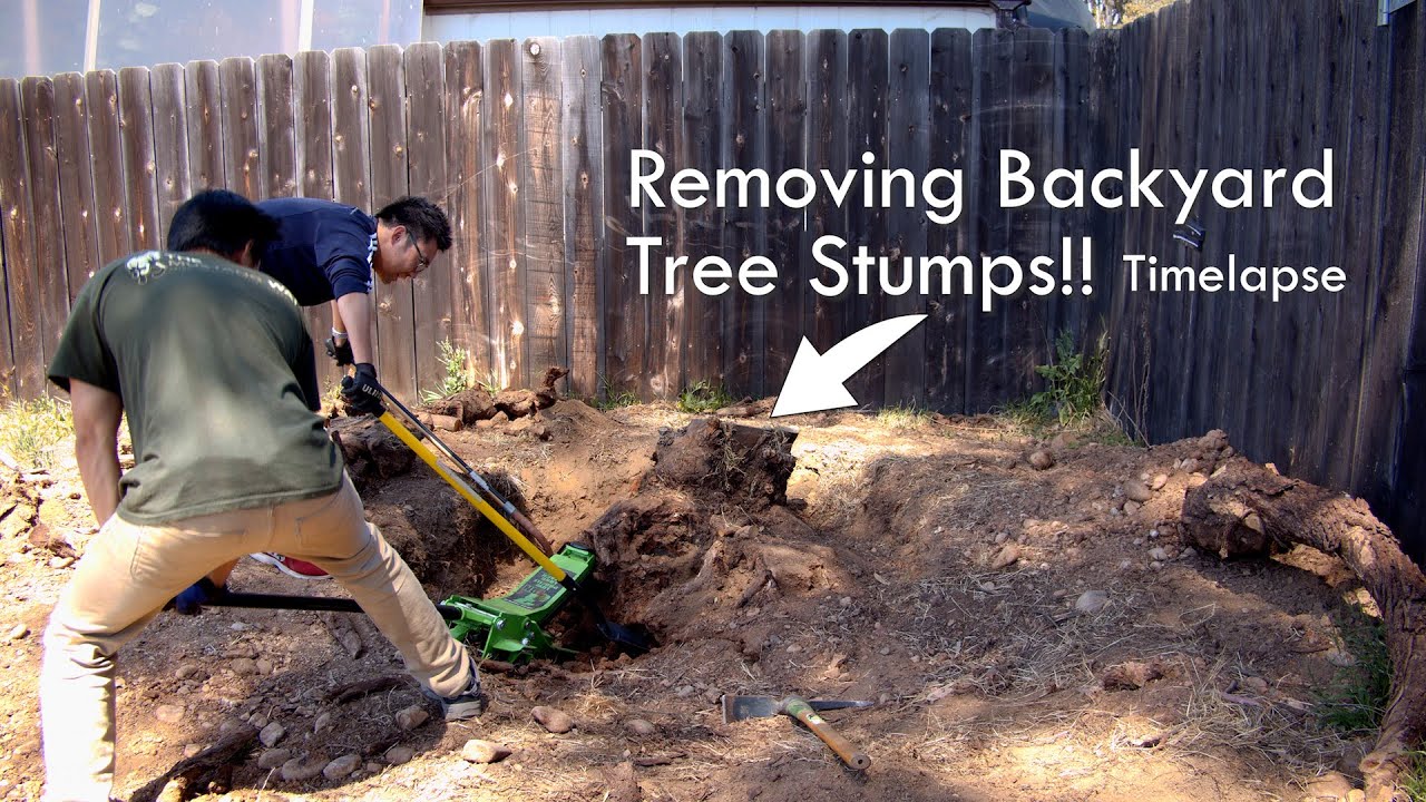 Removing Backyard Tree Stumps with some Shovels and a Floor Jack - YouTube