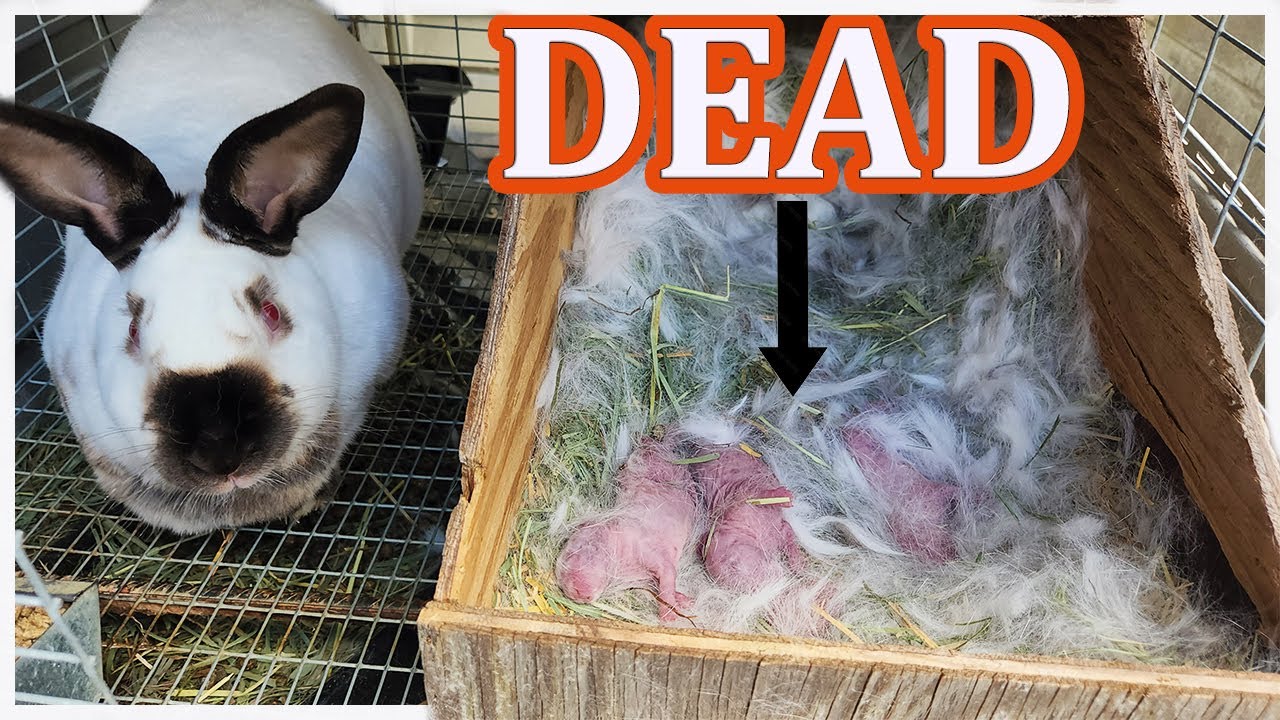 Why Do Baby Rabbits Die? Raising Meat Rabbits