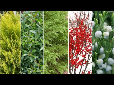 Video: Thuja I Landskabsdesign (58 Fotos): Vi Vælger Udendørs Planter I Krukker Af Sorterne 