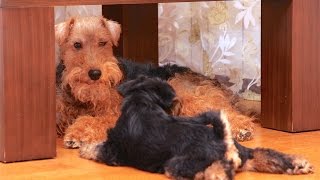 Welsh Terriers  Puppies