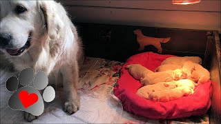 Dog whelping box. Golden retriever giving birth. Newborn puppies