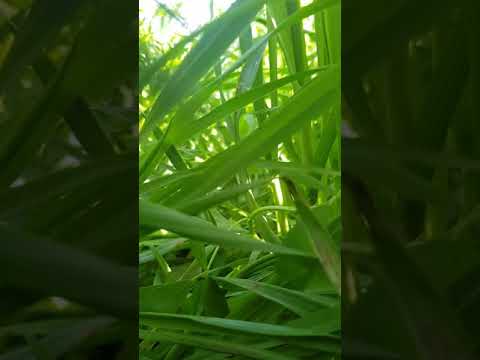 مشهد لا يتكرر كل يوم اللهم ادمها نعمة واحفظها من الزوال