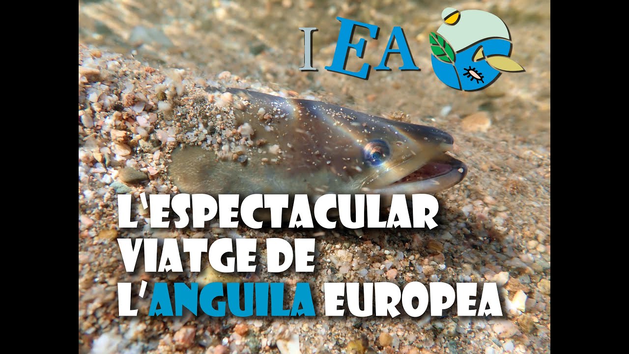L Espectacular Viatge De L Anguila Europea Youtube