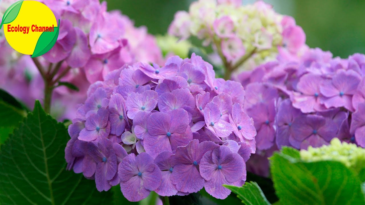 13 Plantas para Terrenos Salinos