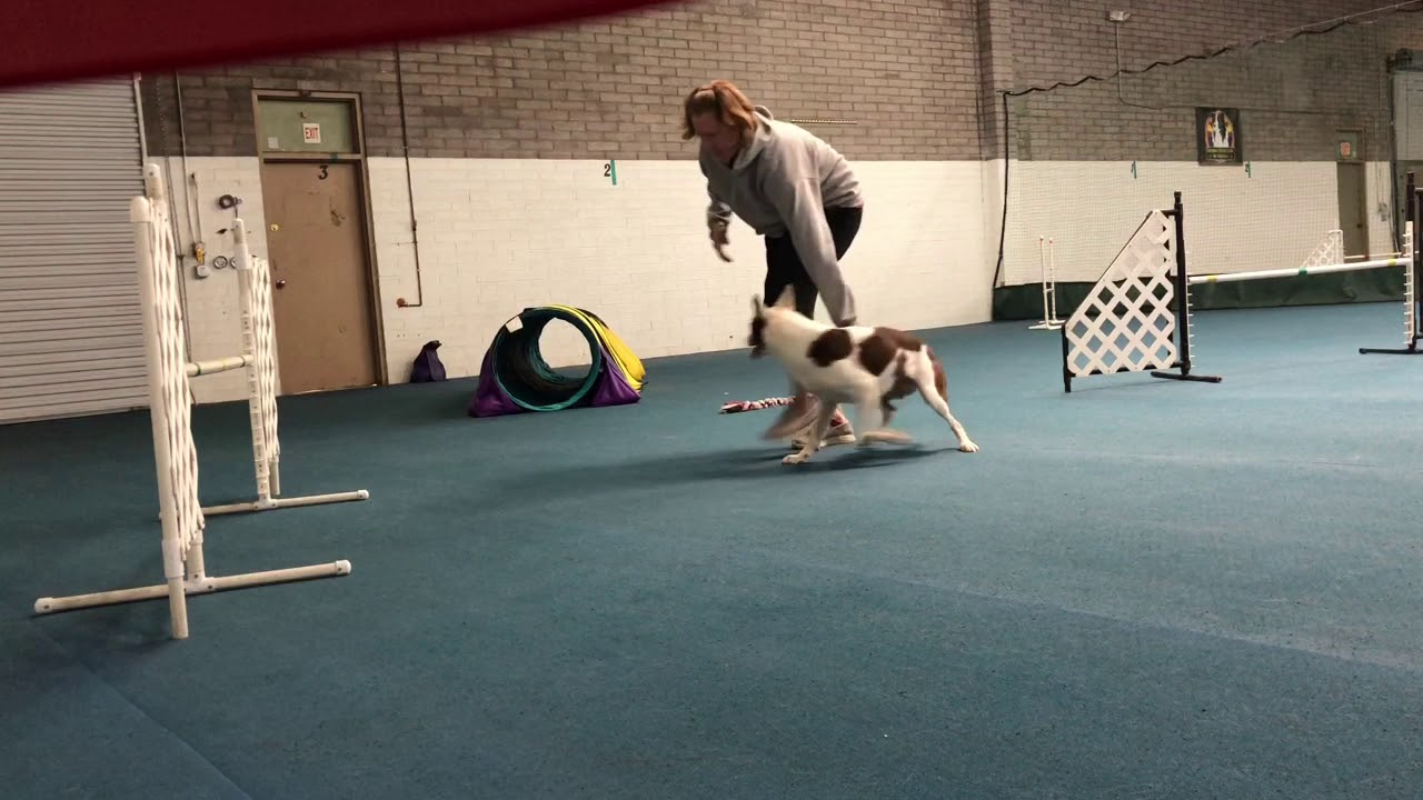 Testing Verbals And Reinforcement Words Dog Agility Training YouTube