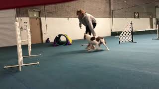 Testing Verbals And Reinforcement Words- Dog Agility Training