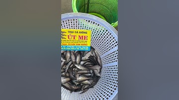 Cung cấp cá  thác lác giống. Hỗ trợ kĩ thuật nuôi và đầu ra cá thịt. 0909770509 #cá_giống