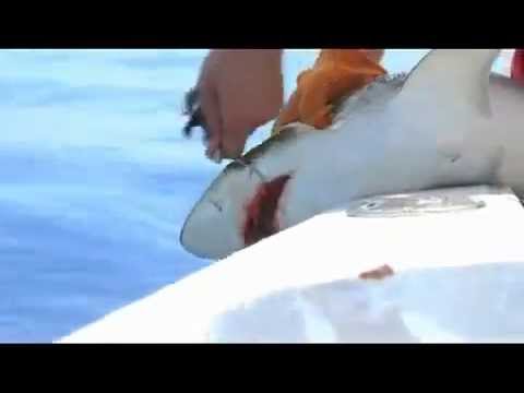 ► Video Animal ◄ Requin Vs Doigt Du Pêcheur