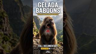 The Gelada Baboon: The Rare “Bleeding Heart” Monkey of Ethiopia #GeladaBaboon #africananimals4k