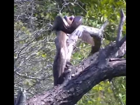 Southern African Python finally catches one, then falls off the branch.