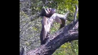 Southern African Python finally catches one, then falls off the branch.
