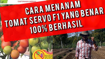 CARA MENANAM TOMAT VARIETAS SERVO F1, PEMULA 100% LANGSUNG BERHASIL.
