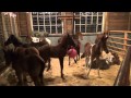 A visit to Last Chance Corral foal rescue