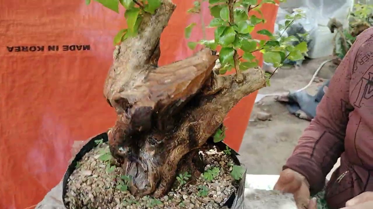 M812 phôi sam Ngọc sống khỏe 200k lh 0784005295 khiêm