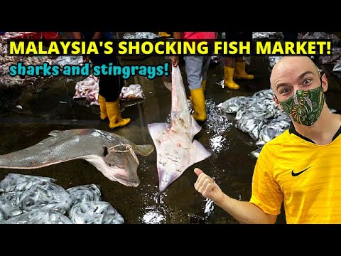 Shocking 4am Morning Fisherman's Market in Kuantan, Pahang - MALAYSIA TRAVEL VLOG & GUIDE