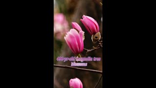 400-year-old magnolia tree blossoms in NW China