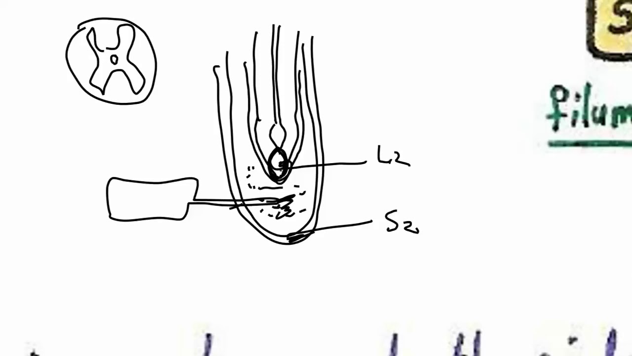 Neuroanatomy - Review#1 Complete Overview Of Neuroanatomy د. خالد ميلاد