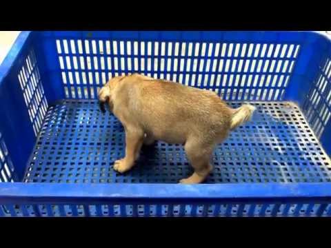 Video Tùng Lộc Pet - Chó Mini Pug xuất chuồng Tháng 5/2015 - youtube