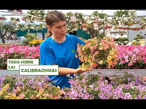 Video: Calibrachoa: cultivo a partir de semillas. Flores de jardín de Calibrachoa: plantación y cuidado