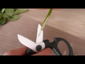 Japanese Florist Scissors 日本のはさみ for Flower Design and Floristry 日本の花はさみを配置