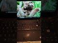 How To Connect PC To LG TV (QUICK GUIDE)