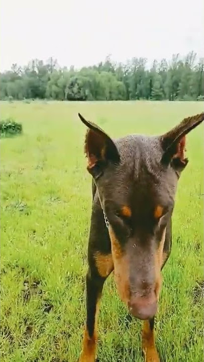 #babo #dobermanlove #euro #beauty #shorts #viral #uk #reddoberman #live #golden #dobermanempire