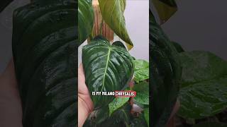 Cataphyll has officially changed over to the mature form!