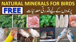 Multivitamins for birds | Calcium, Moringa Powder | Mint in soft food | Enrich diet for all birds screenshot 1